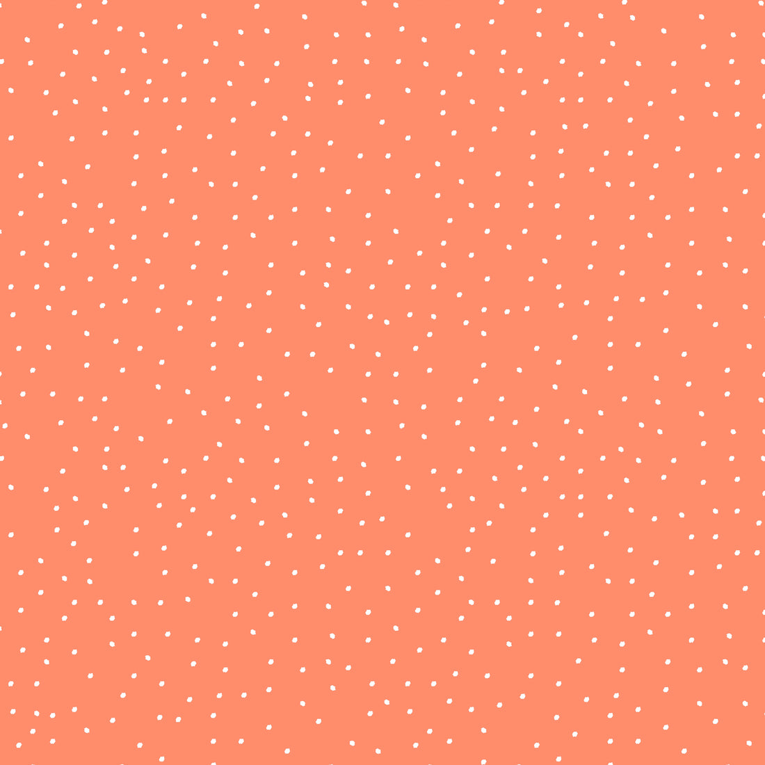 Dotties Apricot Sweat *Cutie Herbst 2026 Serie* - Staghorn Eigenproduktion